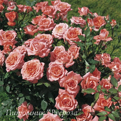 ALLEGRO SYMPHONIE