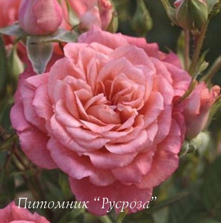 ALLEGRO SYMPHONIE