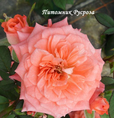 ALLEGRO SYMPHONIE