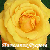 ALLGOLD