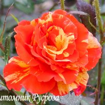 PAPAGENA (ORANGES'N'LEMONS)