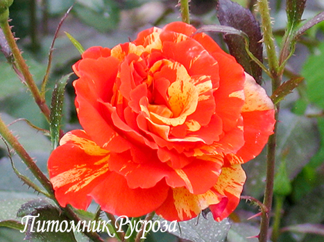 PAPAGENA (ORANGES'N'LEMONS)