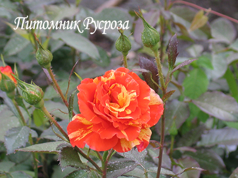 PAPAGENA (ORANGES'N'LEMONS)