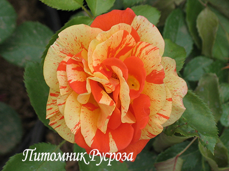 PAPAGENA (ORANGES'N'LEMONS)