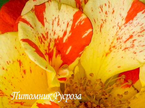 PAPAGENA (ORANGES'N'LEMONS)