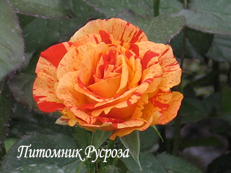 PAPAGENA (ORANGES'N'LEMONS)