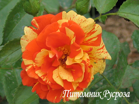 PAPAGENA (ORANGES'N'LEMONS)