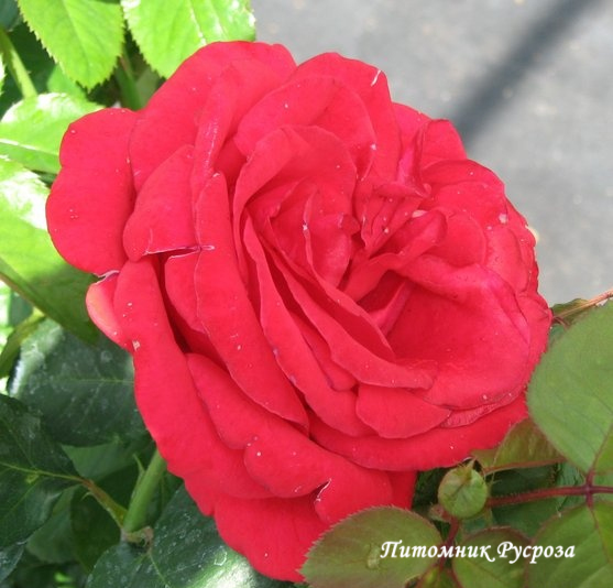 AMALIA (MEICAUF)