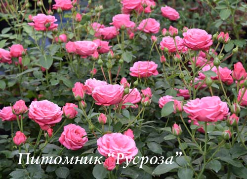 BELLA ROSA (KORWONDER)