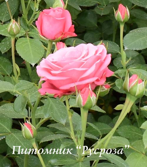 BELLA ROSA (KORWONDER)
