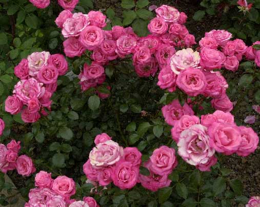 BELLA ROSA (KORWONDER)