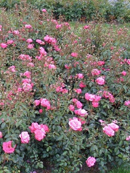 BELLA ROSA (KORWONDER)