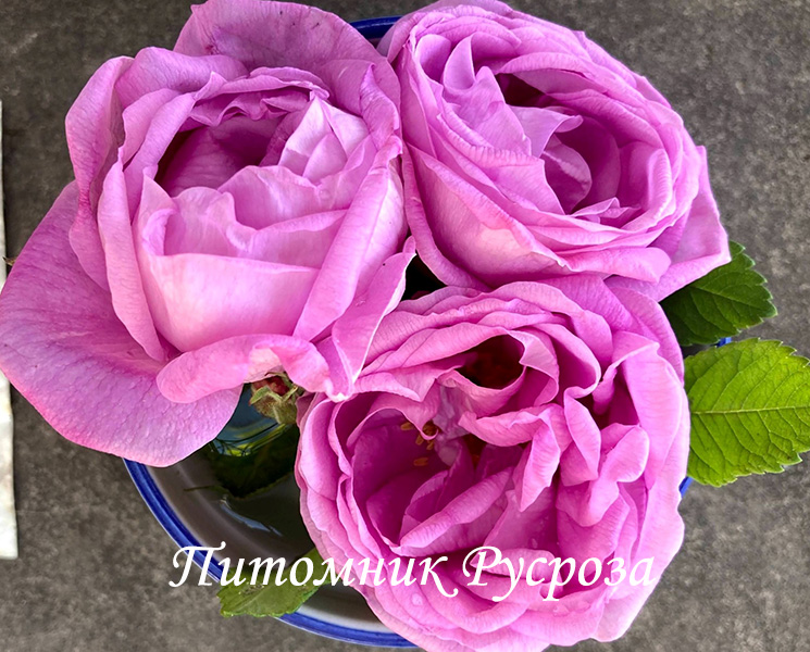 BELLE AMOUR