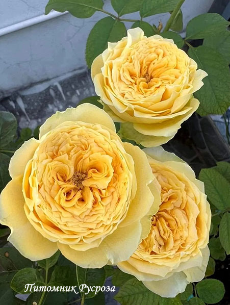 CATALINA (SUNCATA)