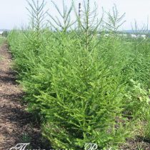 Лиственница европейская (Lárix decídua) 160-180