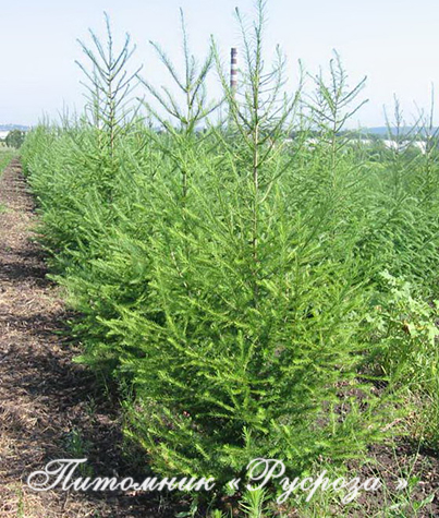 Лиственница европейская (Lárix decídua) 90-150