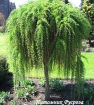 Лиственница европейская 