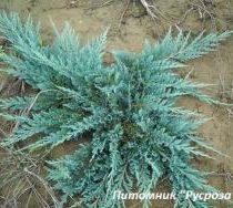 Можжевельник горизонтальный 