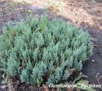 Можжевельник горизонтальный 