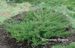 Можжевельник горизонтальный 