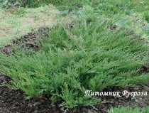 Можжевельник горизонтальный 