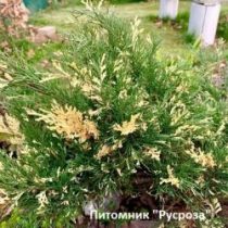 Можжевельник горизонтальный 