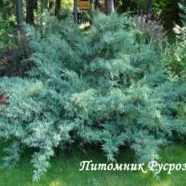 Можжевельник виргинский 