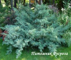 Можжевельник виргинский 