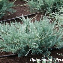 Можжевельник виргинский 