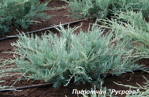 Можжевельник виргинский 