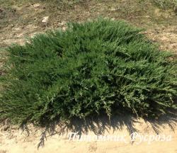 Можжевельник казацкий 