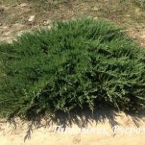 Можжевельник казацкий 