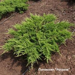 Можжевельник казацкий 