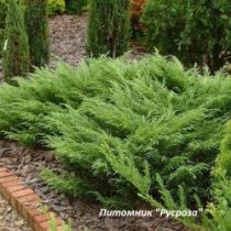 Можжевельник казацкий 