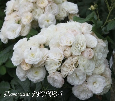 BOUQUET PARFAIT (LENBOFA)