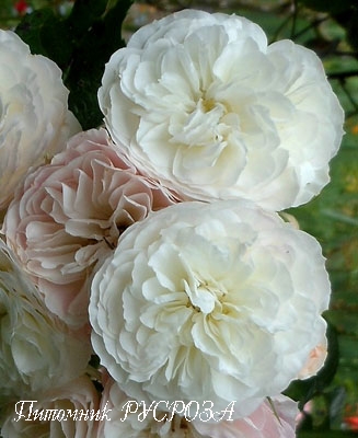 BOUQUET PARFAIT (LENBOFA)
