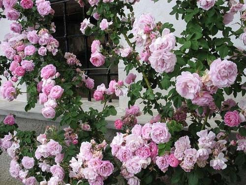 BOURBON QUEEN (QUEEN OF BOURBON)