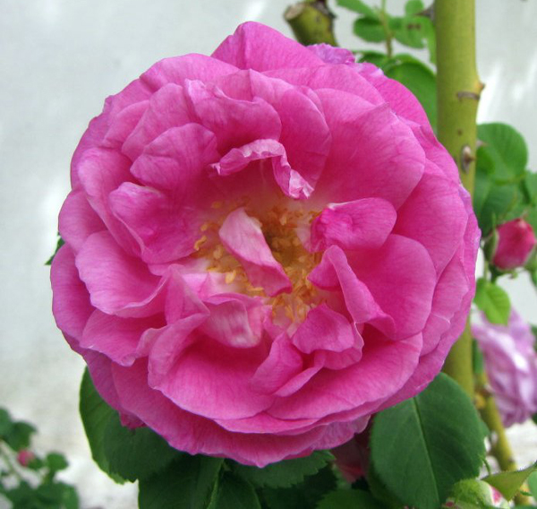 BOURBON QUEEN (QUEEN OF BOURBON)