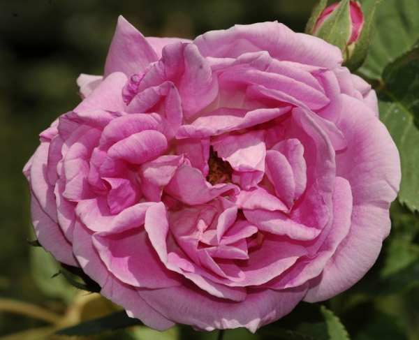 BOURBON QUEEN (QUEEN OF BOURBON)