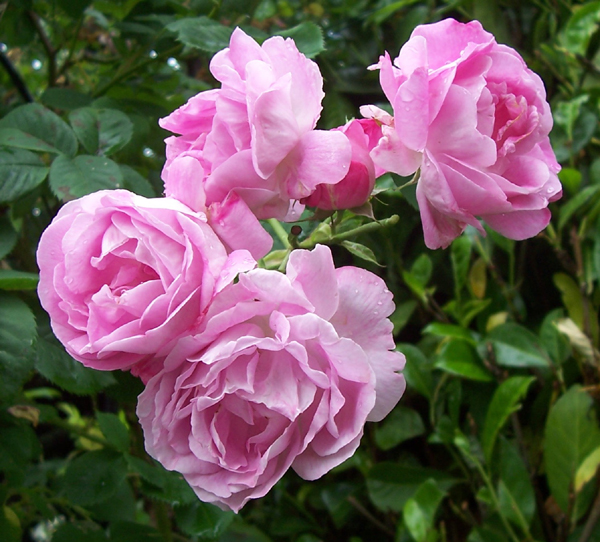 BOURBON QUEEN (QUEEN OF BOURBON)