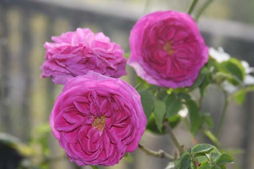 BOURBON ROSE