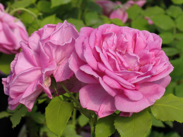 BOURBON ROSE