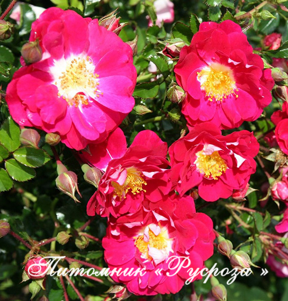 BOUT'CHOU (LIPSTICK)