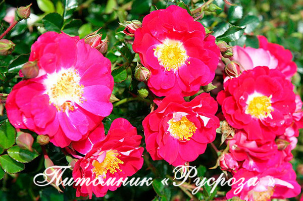 BOUT'CHOU (LIPSTICK)