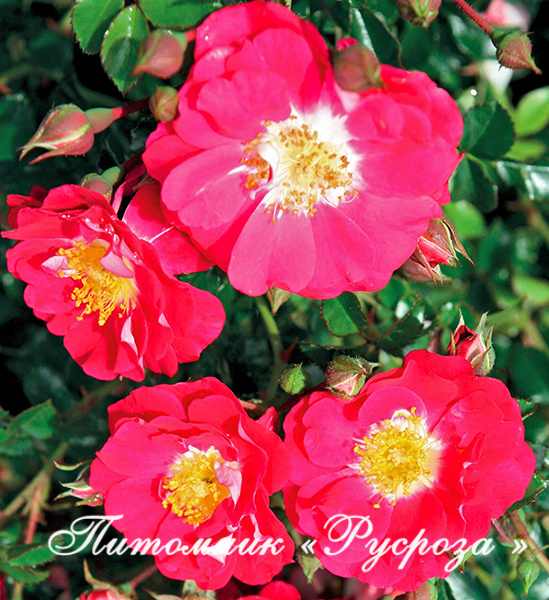 BOUT'CHOU (LIPSTICK)