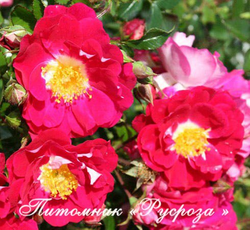 BOUT'CHOU (LIPSTICK)