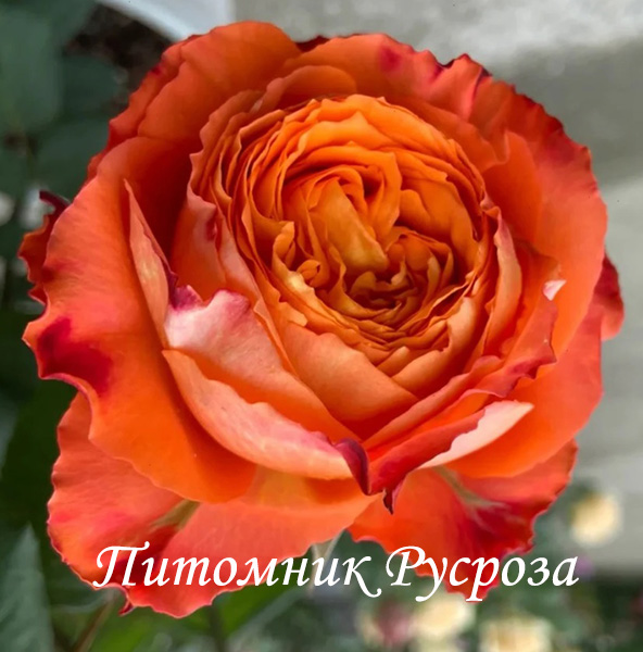 ORANGE ROMANTICA