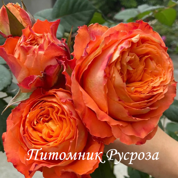 ORANGE ROMANTICA