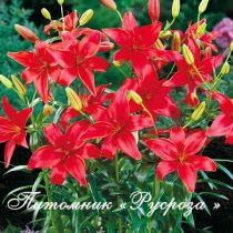 Лилия Азиатская 