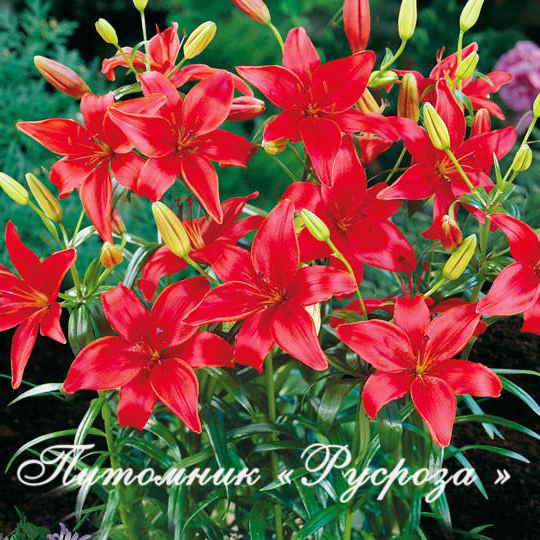 Лилия Азиатская 